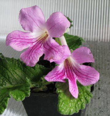 Streptocarpus "stella"