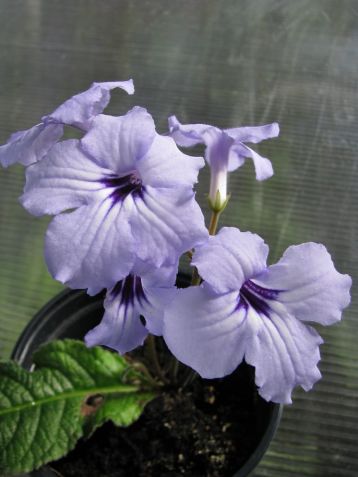 Streptocarpus "crystal beauty"