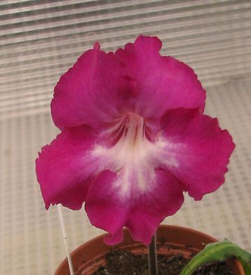 Streptocarpus "jubilee v.v.c."