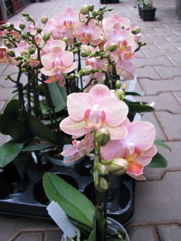 Phalaenopsis "little mermaid"