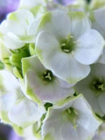 Phlox paniculata "jade"