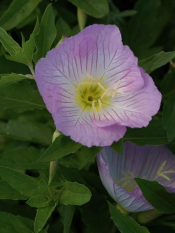 Oenothera speciosa - pupalka