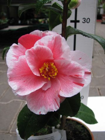 Camellia "oki - no - nami" - kamélie