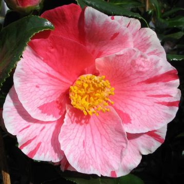 Camellia "lady vansittart" - kamélie