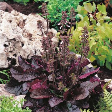 Salvia lyrata "purple volcano"