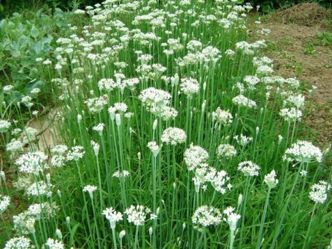 Allium tuberosum - garlic