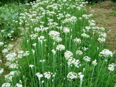 Allium tuberosum - česneko-pažitka, pažitka čínská