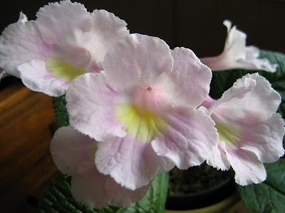 Streptocarpus "goose egg"