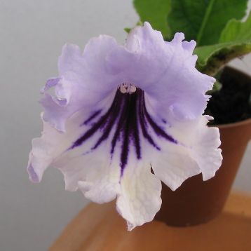 Streptocarpus "teo"