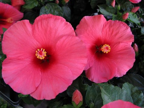 Hibiscus sinensis "dark pink"