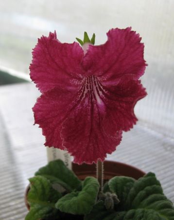Streptocarpus "krasnaya ploschad"