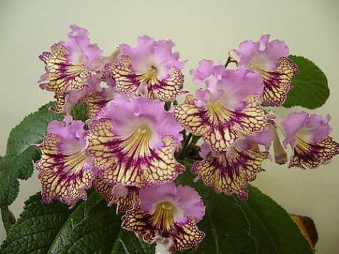 Streptocarpus "bridie"
