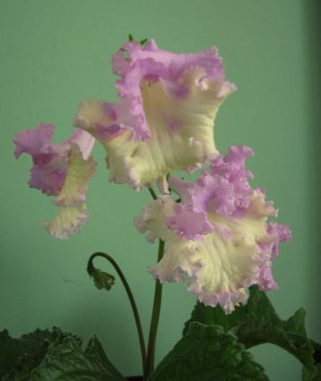 Streptocarpus "girl"