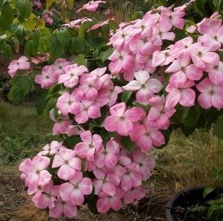 Cornus kousa "heart throb"
