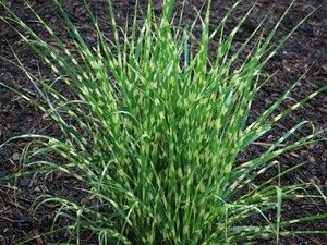Miscanthus "little zebra" - ozdobnice čínská