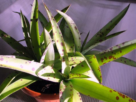 Agave manfredi sport