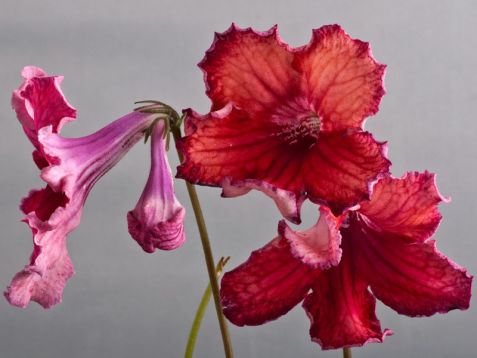Streptocarpus "ladie´s logic"