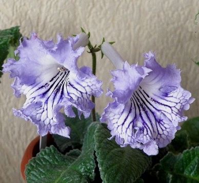 Streptocarpus "augustina"