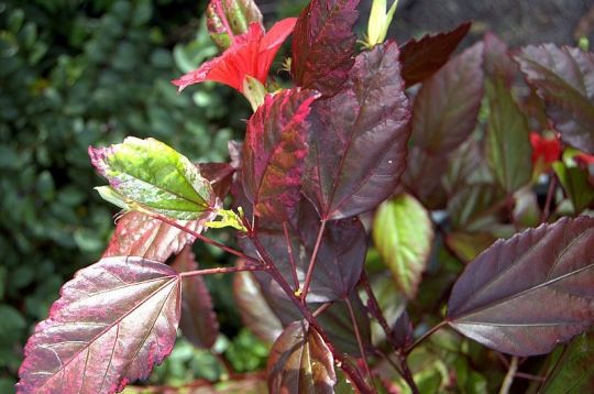 Hibiscus cooperi variegated