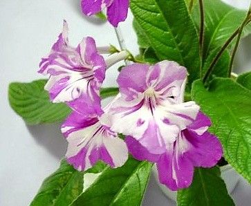 Streptocarpus "bristol´s pajama party"