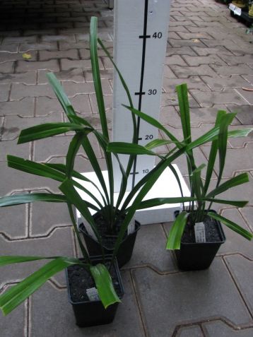 Aspidistra caespitosa "jade ribbon"