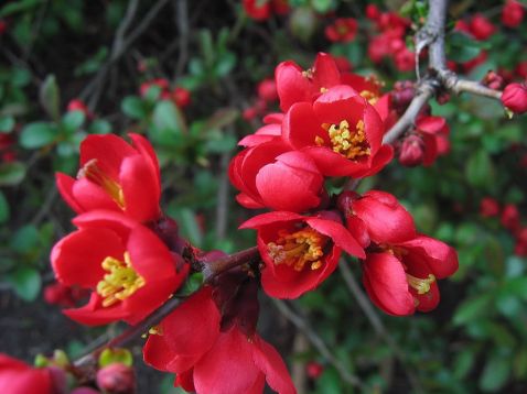 Chaenomeles japonica