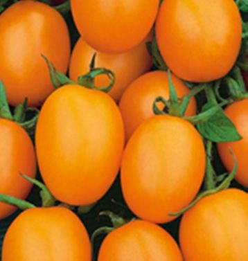 Tomato " datlo" orange