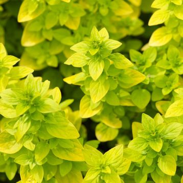 Origanum vulgare "aureum"