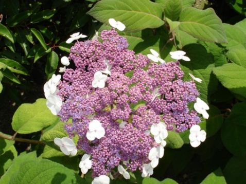 Hydrangea aspera "macrophylla" - hortenzie drsná