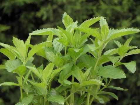 Mint "swiss "swiss