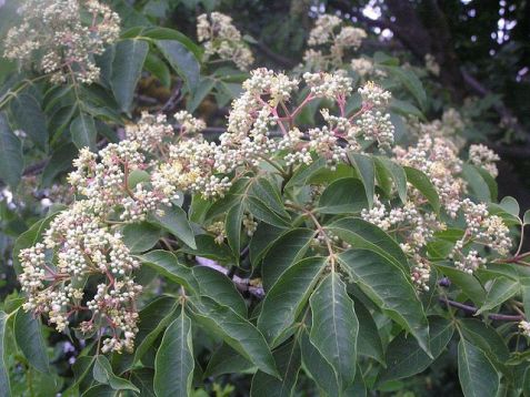 Evodia hupehensis