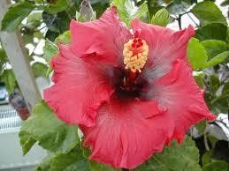 Hibiscus "sassy girl"