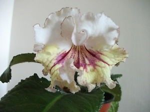 Streptocarpus "maja"