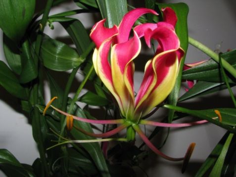 Gloriosa rothschildiana