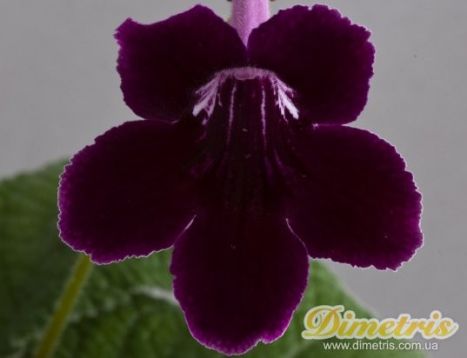 streptocarpus "Mr. Ed"