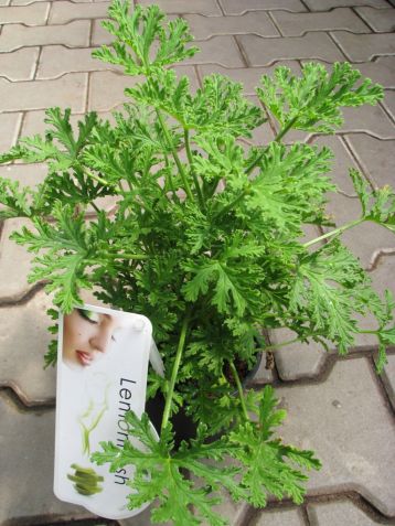 pelargonium graveolens " lemonfresh" - scented