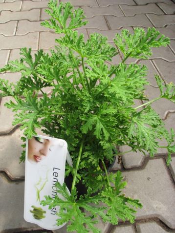 pelargonium graveolens "lemonfresh" - muškát vonný