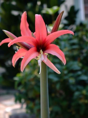 Hippeastrum cybister "rose" - nesprávně amarylis
