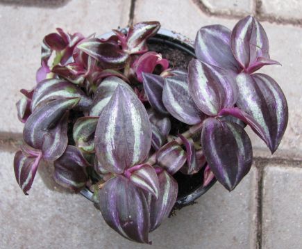 tradescantia pendula "purple milano"