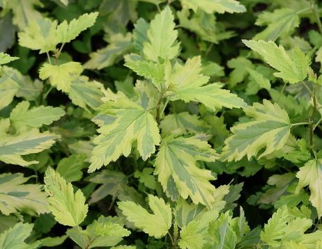 physocarpus opulifolius "golden anny"