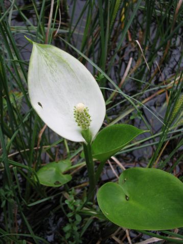 calla palustris - ďáblík bahenní