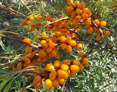 Hippophae rh. "pantelejevskaya"