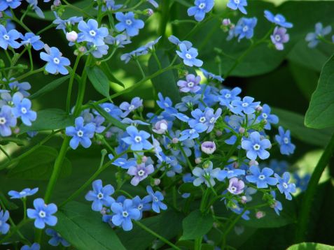 brunnera macrophylla - pomněnkovec
