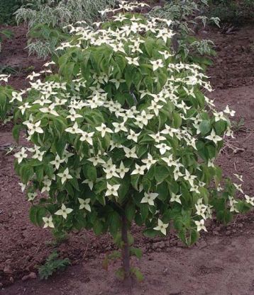 cornus kousa "girard nana"