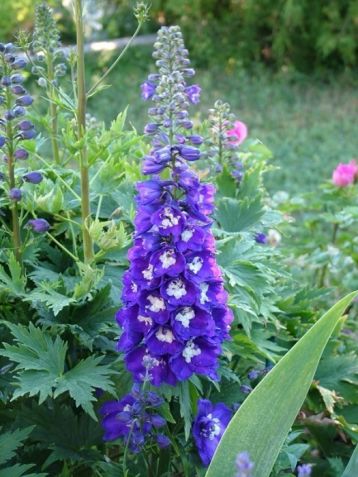 delphinium "king arthur"