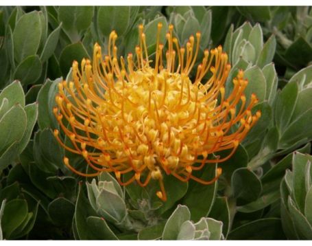 leucospermum cordifolium "carnival yellow"