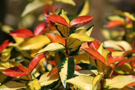 trachelospermum asiaticum" ogon nishiki"