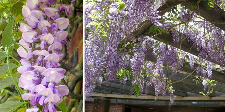 wisteria chinensis "prolific" - vistárie čínská