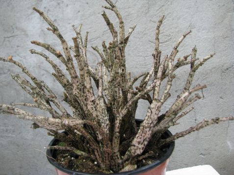 euphorbia platyclada