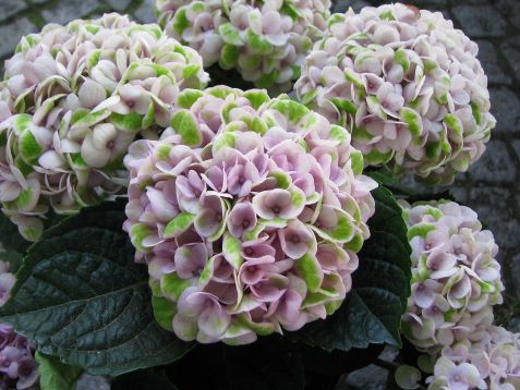 hydrangea macrophylla "revolution magical pink"